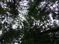 Brezové, borovicové a smrekové lesy na rašeliniskách (28.6.2013)