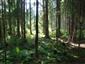Brezové, borovicové a smrekové lesy na rašeliniskách (23.7.2013)