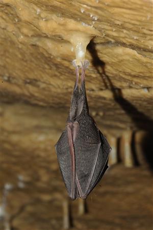 zimujúci jedinec Rhinolophus hipposideros