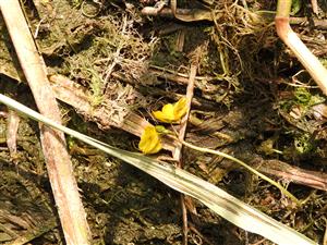 Utricularia australis na obnaženom dne.
