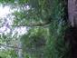 Brezové, borovicové a smrekové lesy na rašeliniskách (22.7.2013)
