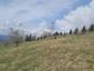 Orešnica perlavá (11.5.2023)
