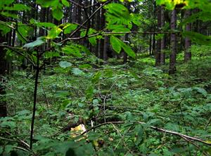 kríky Lonicera nigra v lese