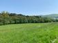 Vrana popolavá (6.5.2023)
