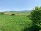 Vrana popolavá (6.5.2023)