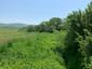 trasochvost biely (6.5.2023)