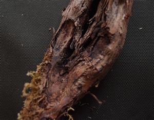 tri kukoľné komôrky na zhrubnutej vidlici konárov staršieho kríka Lonicera nigra