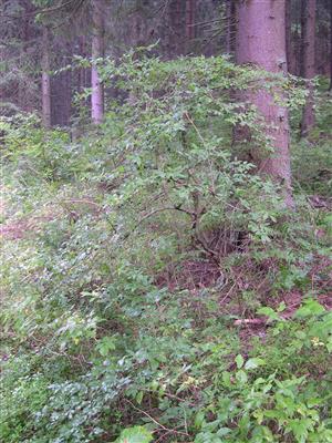 mladšie kríky Lonicera nigra husto zmladzujúce na okraji lesa pri ceste