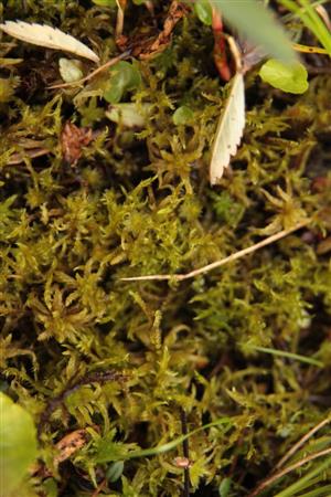Hamatocaulis vernicosus