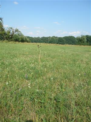 Početnosť druhu Sanquisorba officinalis na TML