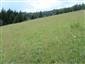 Suchomilné travinnobylinné a krovinové porasty na vápnitom podloží (*dôležité stanovištia Orchideaceae) (7.7.2014)