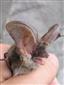 Plecotus austriacus – odchytený jedinec