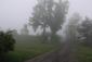 Sýkorka veľká ( bielolíca) (8.5.2023)