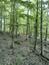 Vrana popolavá (14.5.2023)