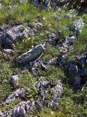 Záber na monitorovaný biotop.