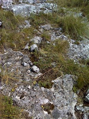 Záber na monitorovaný biotop.