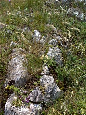 Záber na monitorovaný biotop.