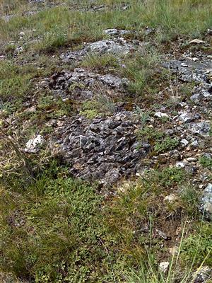 Záber na monitorovaný biotop.