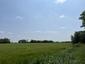 Sýkorka veľká ( bielolíca) (25.5.2023)