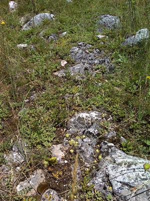 Záber na monitorovaný biotop.