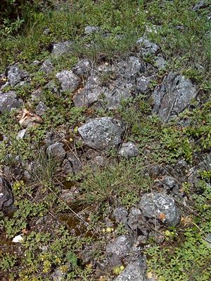 Záber na monitorovaný biotop.