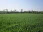 trasochvost biely (20.5.2023)