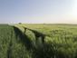 trasochvost biely (29.5.2023)