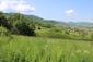 Škovránik stromový (31.5.2023)