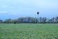 sova lesná (obyčajná) (17.4.2023)