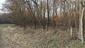 sova lesná (obyčajná) (28.3.2023)