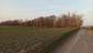 sova lesná (obyčajná) (28.3.2023)