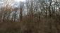 sova lesná (obyčajná) (27.4.2023)