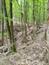 Kukučka obyčajná (jarabá) (28.5.2023)