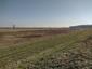 sova lesná (obyčajná) (1.4.2023)