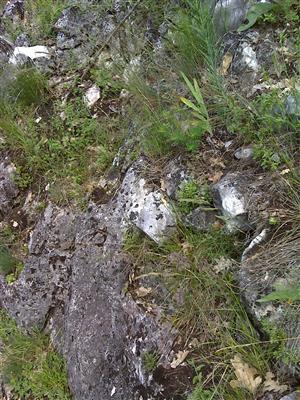 Záber na monitorovaný biotop.