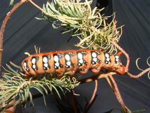 TMP1 (Hyles sp.)