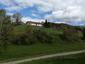 trasochvost biely (1.6.2023)