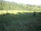 pimprlík mokraďový (16.8.2013)
