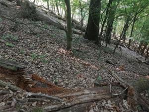 Fotografia zachytáva biotopy v TML.