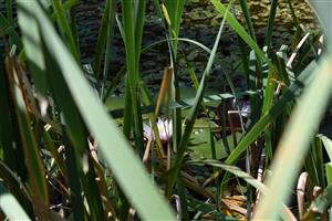 Pohľad na pestovaný kultivar lekna (Nymphaea sp.).