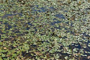 Porasty s dominujúcim druhom Potamogeton natans.