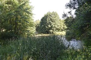 Celkový pohľad na porasty monitorovaného biotopu.