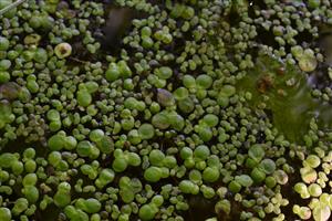 Porasty s dominujúcimi druhmi Lemna minor a Spirodela polyrhiza.