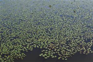 Celkový pohľad na porasty s dominanciou druhu Trapa natans