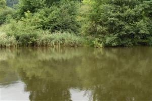 Pohľad na s-z okraj TML s porastami druhu Phragmites australis