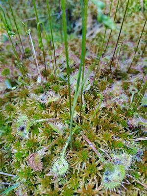 Pohľad na Drosera rotundifolia v čase optima na TML