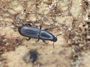 TML, Meliceus cylindrus (Curculionidae)