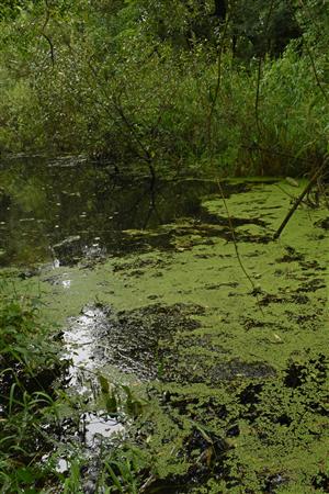 Porast žaburinky (Lemna minor) v centrálnej časti ramena