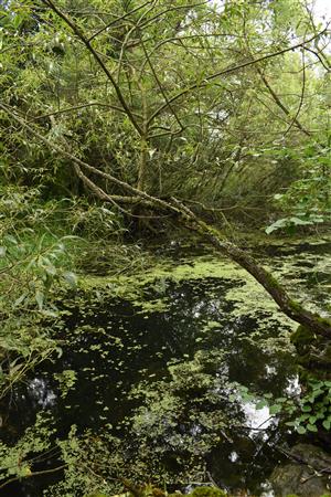 Pohľad na v. časť ramena, silne zatienenú vŕbovými krovinami