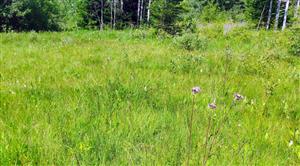 pohľad na kvalitnejšiu časť lokality